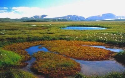 Tilfinningaþrungin pólitík