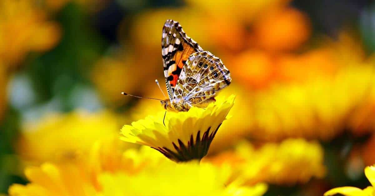 flowers-butterfly
