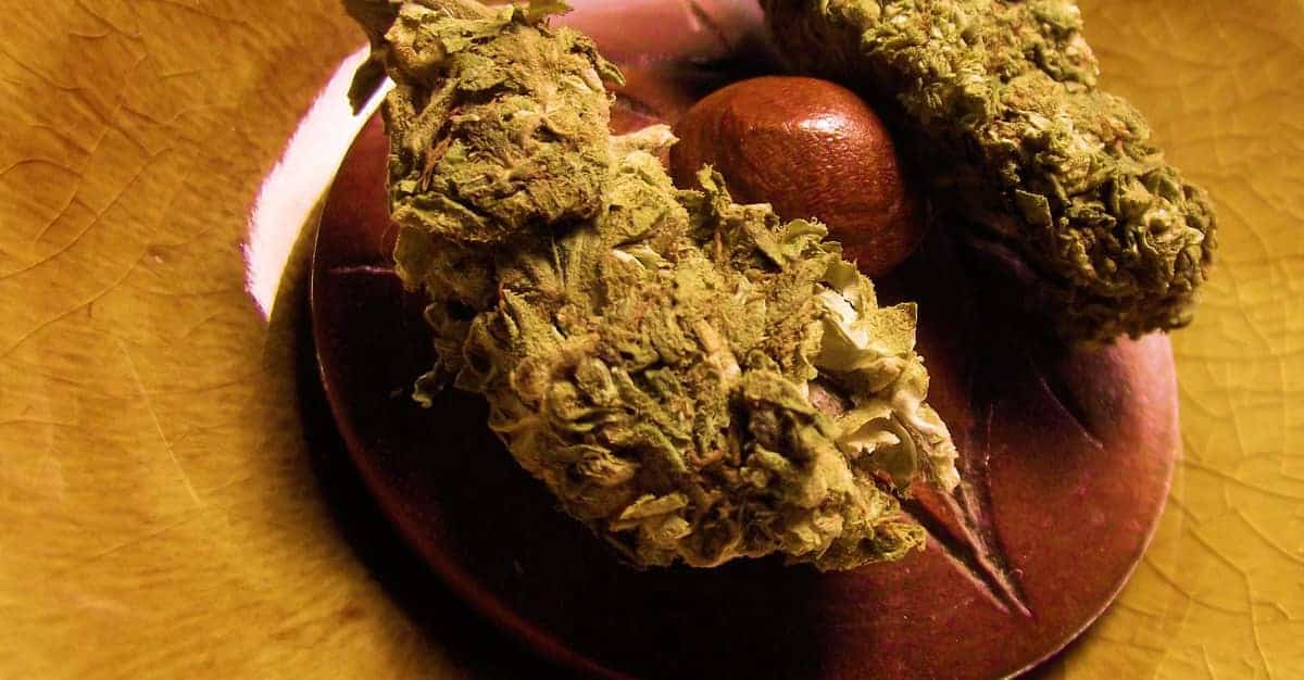 eiturlyf-marijuana-kvorn