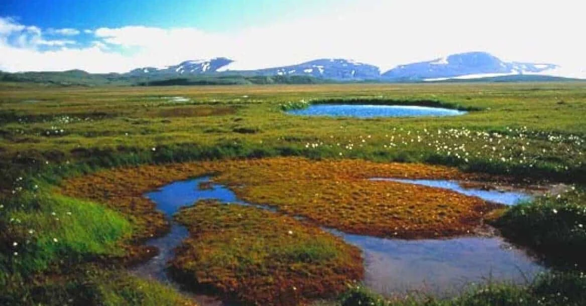 Eyjabakkar Opna grein
