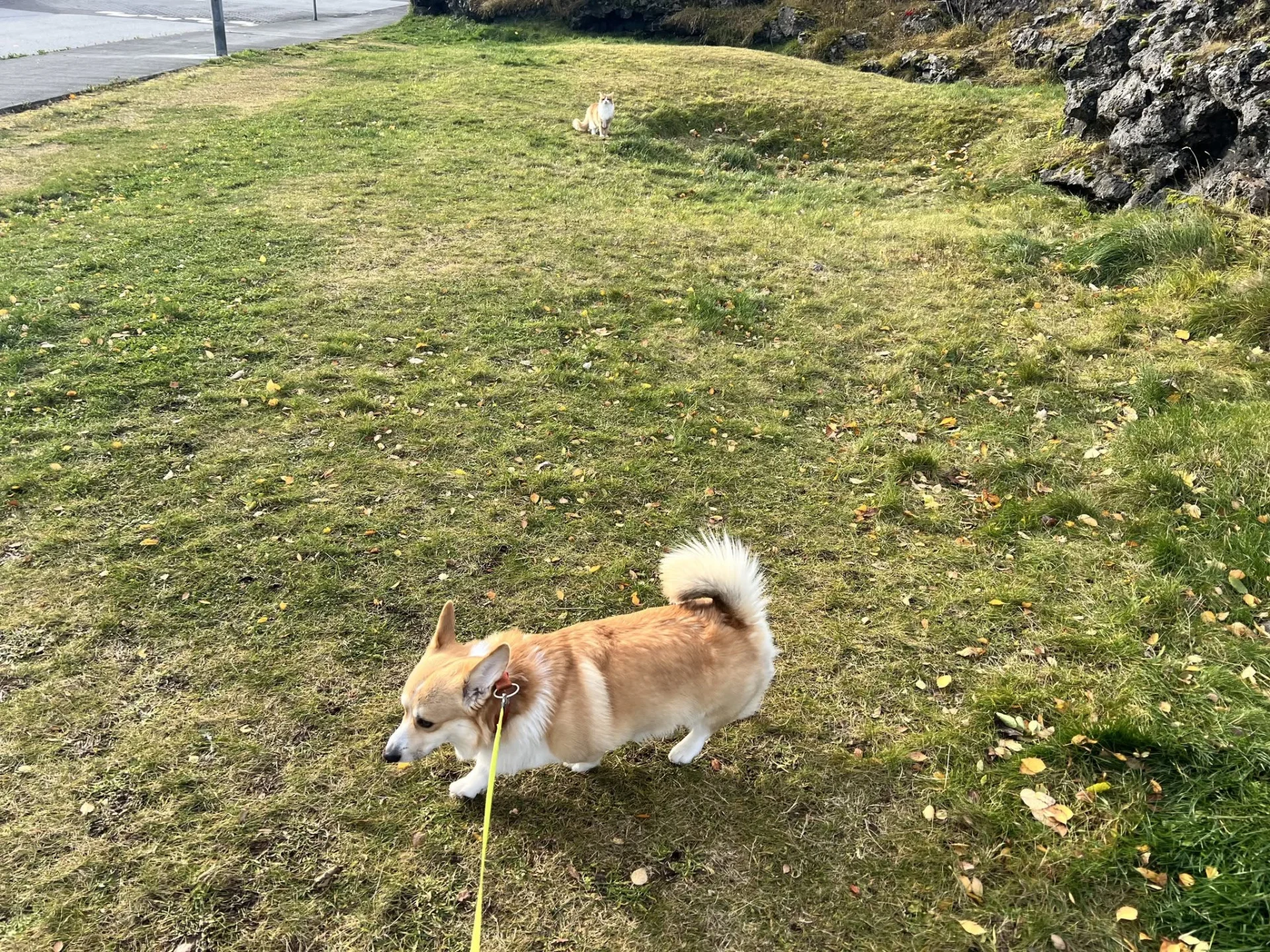 Corgi-hundurinn Moli í taumi á grasflöt og kötturinn Stjarni situr aftar.