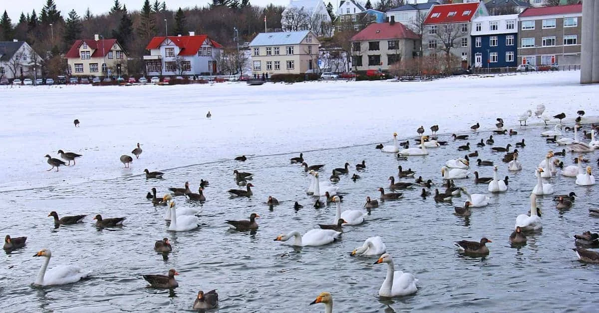 reykjavik-hus4-tjorn