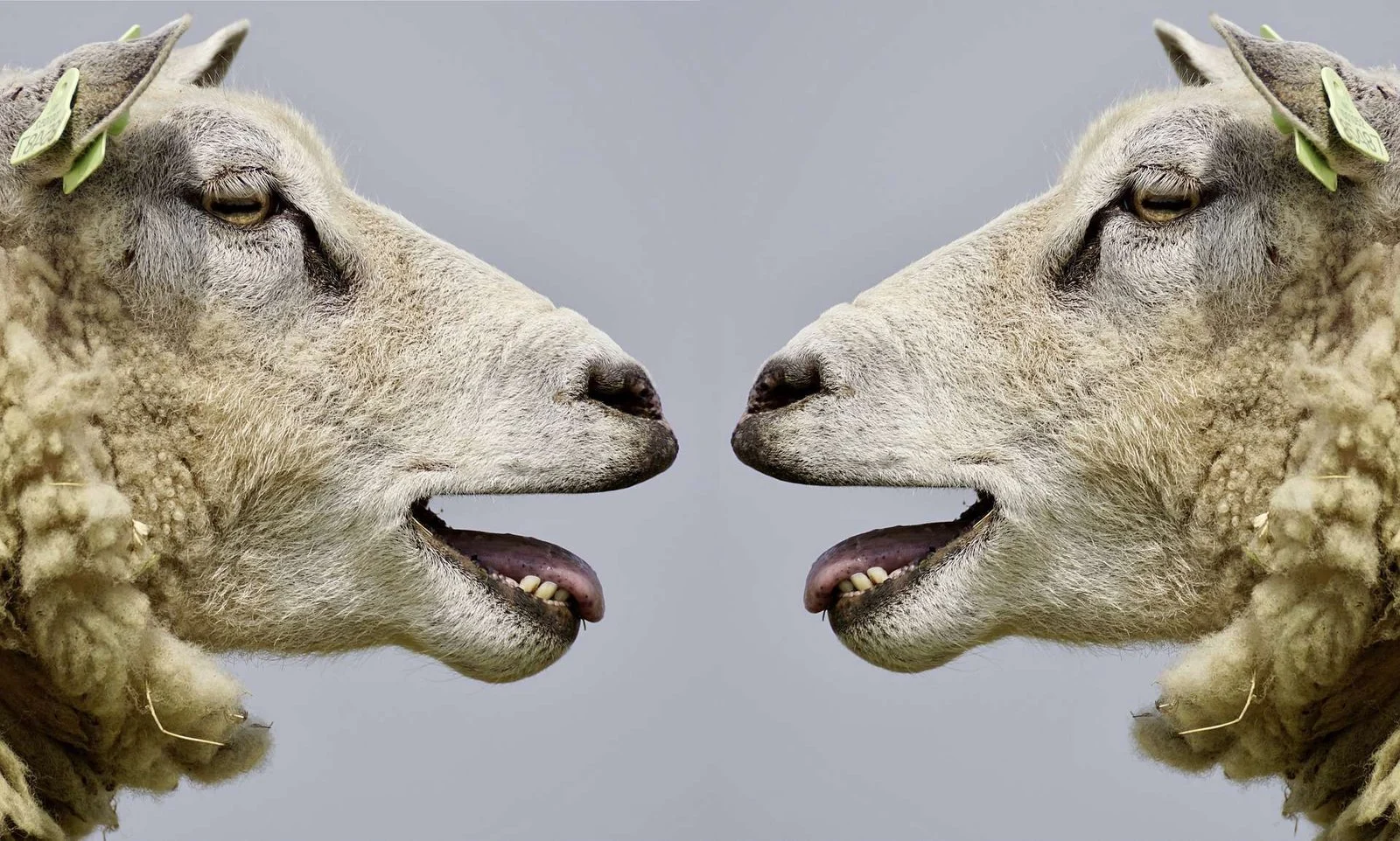 sheep-kindur_1920